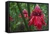 Forest Blooms, Asa Wright Natural Area, Trinidad-Ken Archer-Framed Stretched Canvas
