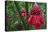 Forest Blooms, Asa Wright Natural Area, Trinidad-Ken Archer-Stretched Canvas