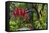 Forest Blooms, Asa Wright Natural Area, Trinidad-Ken Archer-Framed Stretched Canvas
