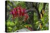 Forest Blooms, Asa Wright Natural Area, Trinidad-Ken Archer-Stretched Canvas