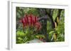 Forest Blooms, Asa Wright Natural Area, Trinidad-Ken Archer-Framed Photographic Print