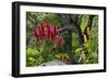 Forest Blooms, Asa Wright Natural Area, Trinidad-Ken Archer-Framed Photographic Print