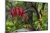 Forest Blooms, Asa Wright Natural Area, Trinidad-Ken Archer-Mounted Photographic Print