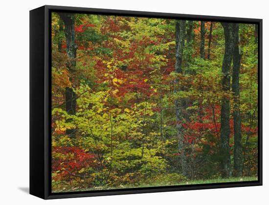 Forest, Blue Ridge Parkway, Virginia, USA-Charles Gurche-Framed Stretched Canvas