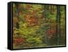 Forest, Blue Ridge Parkway, Virginia, USA-Charles Gurche-Framed Stretched Canvas