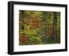 Forest, Blue Ridge Parkway, Virginia, USA-Charles Gurche-Framed Photographic Print