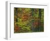 Forest, Blue Ridge Parkway, Virginia, USA-Charles Gurche-Framed Photographic Print