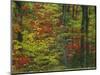 Forest, Blue Ridge Parkway, Virginia, USA-Charles Gurche-Mounted Photographic Print