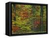 Forest, Blue Ridge Parkway, Virginia, USA-Charles Gurche-Framed Stretched Canvas