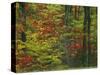 Forest, Blue Ridge Parkway, Virginia, USA-Charles Gurche-Stretched Canvas