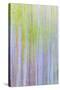 Forest Blur II-Kathy Mahan-Stretched Canvas