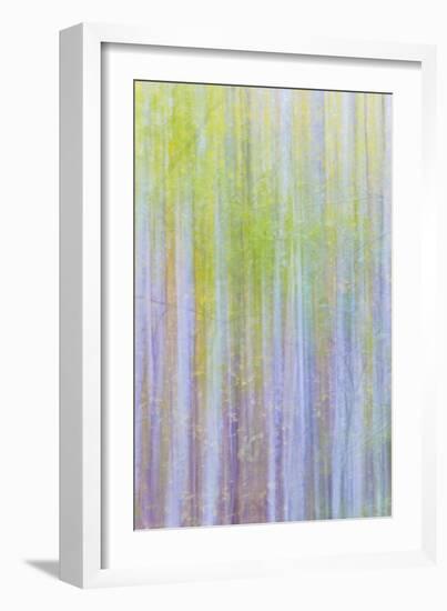 Forest Blur II-Kathy Mahan-Framed Photographic Print