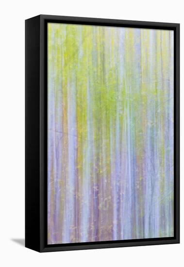 Forest Blur II-Kathy Mahan-Framed Stretched Canvas