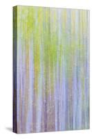 Forest Blur II-Kathy Mahan-Stretched Canvas