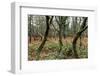 Forest Brocéliande-By-Framed Photographic Print