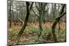 Forest Brocéliande-By-Mounted Photographic Print