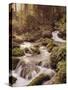 Forest, Brook, Headwaters-Thonig-Stretched Canvas