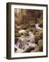 Forest, Brook, Headwaters-Thonig-Framed Photographic Print