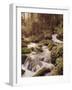 Forest, Brook, Headwaters-Thonig-Framed Photographic Print