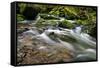 Forest brook, Schiessendumpel, Mullerthal, Luxembourg, Europe-Hans-Peter Merten-Framed Stretched Canvas