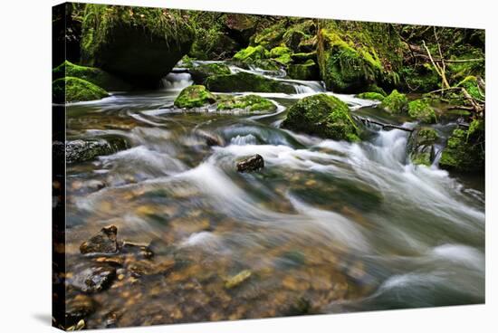 Forest brook, Schiessendumpel, Mullerthal, Luxembourg, Europe-Hans-Peter Merten-Stretched Canvas