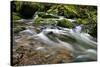 Forest brook, Schiessendumpel, Mullerthal, Luxembourg, Europe-Hans-Peter Merten-Stretched Canvas