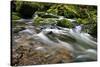 Forest brook, Schiessendumpel, Mullerthal, Luxembourg, Europe-Hans-Peter Merten-Stretched Canvas