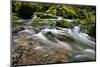 Forest brook, Schiessendumpel, Mullerthal, Luxembourg, Europe-Hans-Peter Merten-Mounted Photographic Print