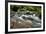 Forest brook, Schiessendumpel, Mullerthal, Luxembourg, Europe-Hans-Peter Merten-Framed Photographic Print