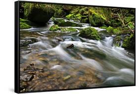 Forest brook, Schiessendumpel, Mullerthal, Luxembourg, Europe-Hans-Peter Merten-Framed Stretched Canvas