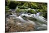 Forest brook, Schiessendumpel, Mullerthal, Luxembourg, Europe-Hans-Peter Merten-Stretched Canvas