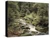 Forest, Brook, Summer-Thonig-Stretched Canvas