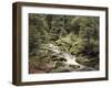 Forest, Brook, Summer-Thonig-Framed Photographic Print