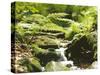 Forest, Brook, Vegetation, Moss, Ferns-Thonig-Stretched Canvas