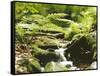 Forest, Brook, Vegetation, Moss, Ferns-Thonig-Framed Stretched Canvas