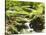 Forest, Brook, Vegetation, Moss, Ferns-Thonig-Stretched Canvas