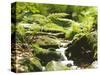 Forest, Brook, Vegetation, Moss, Ferns-Thonig-Stretched Canvas