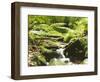 Forest, Brook, Vegetation, Moss, Ferns-Thonig-Framed Photographic Print