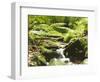 Forest, Brook, Vegetation, Moss, Ferns-Thonig-Framed Photographic Print