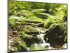 Forest, Brook, Vegetation, Moss, Ferns-Thonig-Mounted Photographic Print