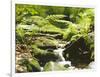 Forest, Brook, Vegetation, Moss, Ferns-Thonig-Framed Photographic Print