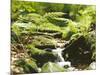 Forest, Brook, Vegetation, Moss, Ferns-Thonig-Mounted Photographic Print