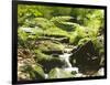 Forest, Brook, Vegetation, Moss, Ferns-Thonig-Framed Photographic Print