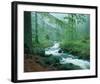 Forest Brook-null-Framed Art Print