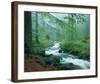 Forest Brook-null-Framed Art Print