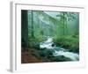 Forest Brook-null-Framed Art Print