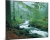 Forest Brook-null-Mounted Art Print