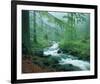 Forest Brook-null-Framed Art Print