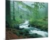 Forest Brook-null-Mounted Art Print