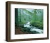 Forest Brook-null-Framed Art Print